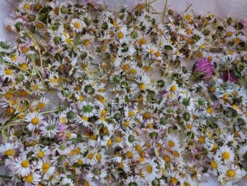 Gänseblümchen