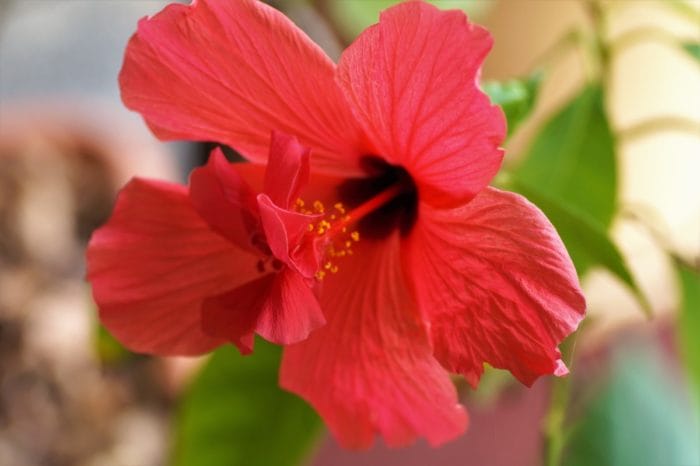 Hibiskusblüten