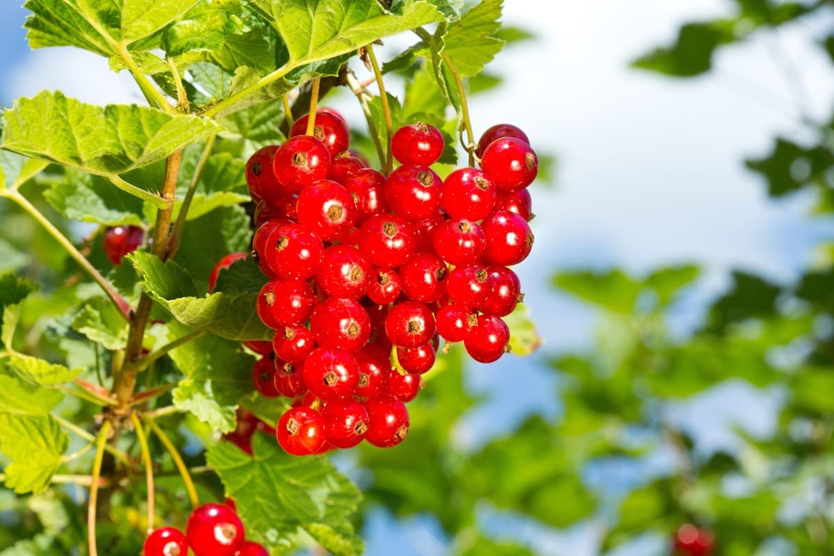 Rote Ribisel für meine Ribiselmarmelade